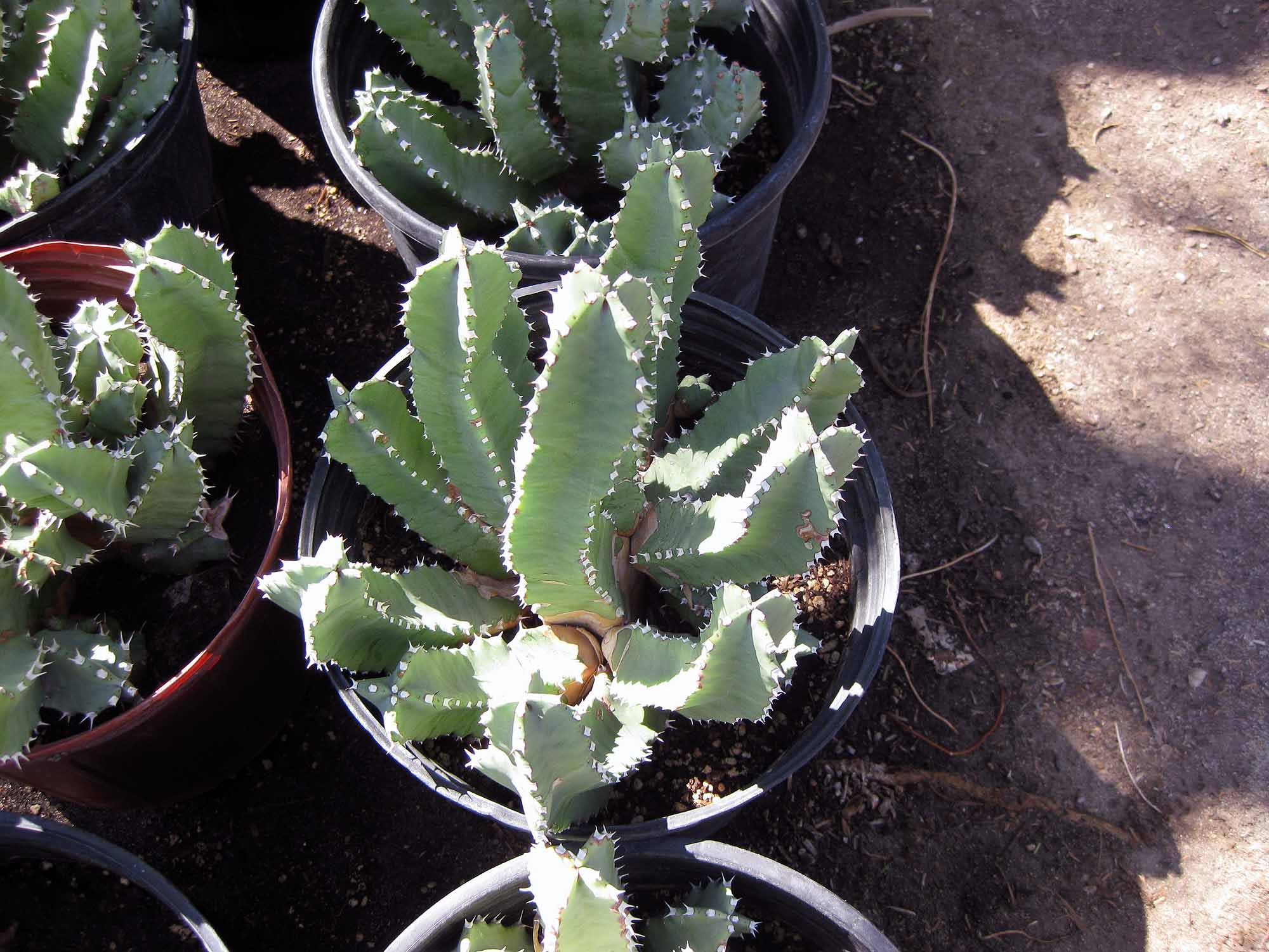 Indio CA Plant Nursery & Garden Center Palm Trees for Sale